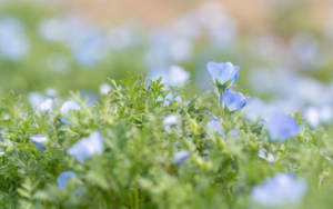 Pretty Blue Flower In Garden, Close Up
