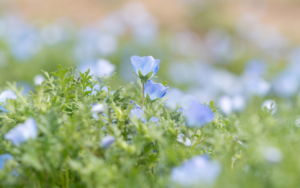 Pretty Blue Flower In Landscaped Garden, Close Up
