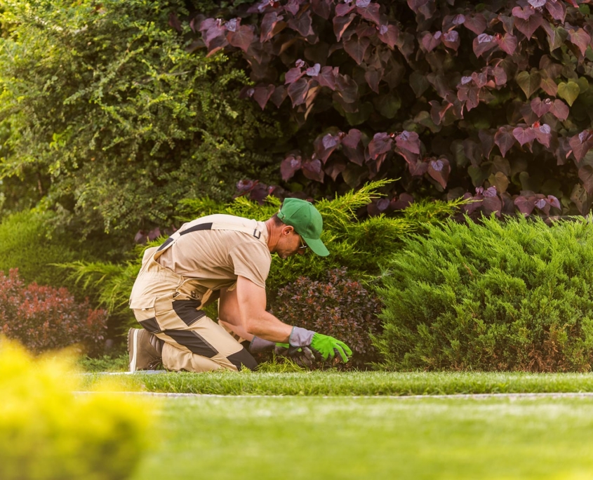 Side View Of Gardener Weeding Beautiful Landscape
