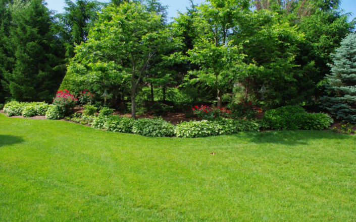 Client Photo Green Grass And Trees