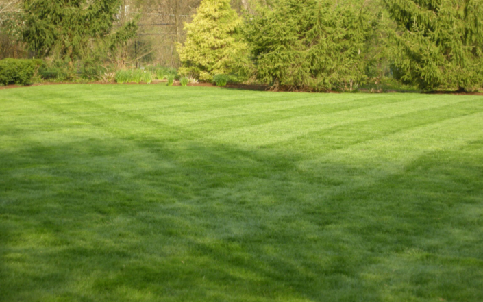 Client Photo Mowed Lawn