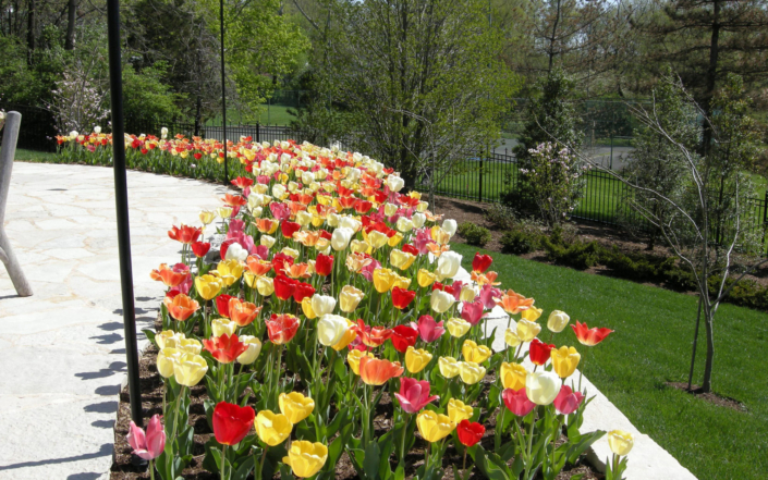 Client Photo Multicolor Flowers