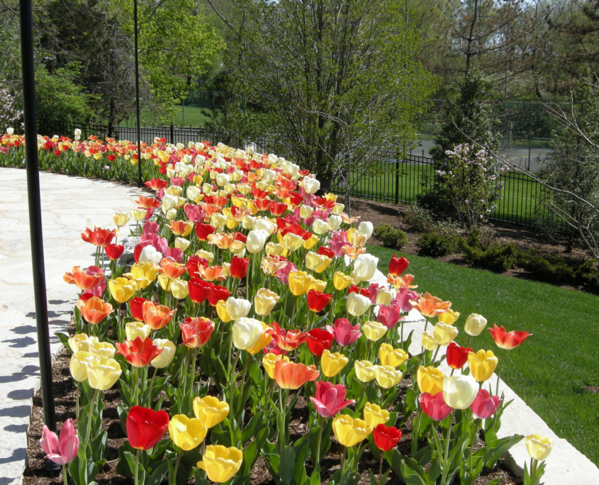 Client Photo Multicolor Flowers