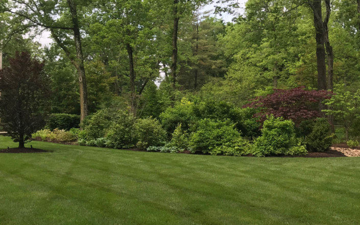 Client Photo Trees And Foliage Next To Lawn