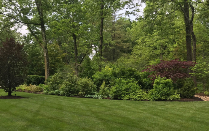 Client Photo Trees And Shrubbery