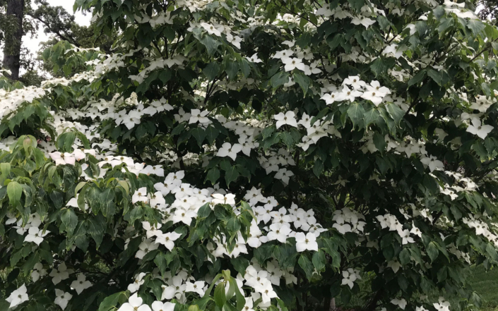 Client Photo White Flower Bush