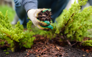 Gardener Mulching With Pine Bark Juniper Plants In The Yard