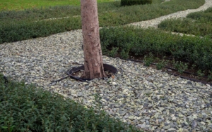 Tree In Gravel Bed With Drip Irrigation System Surrounded By Trimmed Hedges