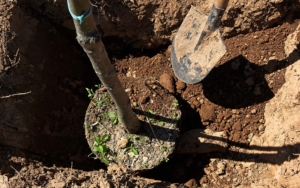 Tree Planting In Hole