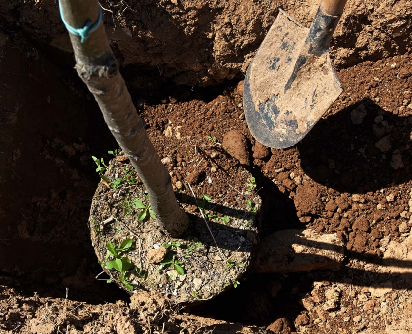 Tree Planting In Hole