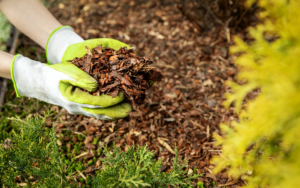 Mulching Garden Conifer Bed With Pine Tree Bark Mulch